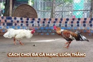 Làm Chủ Đá Gà Sabong Tại 666VN Bí Kíp Thắng Cược Từ Cao Thủ
