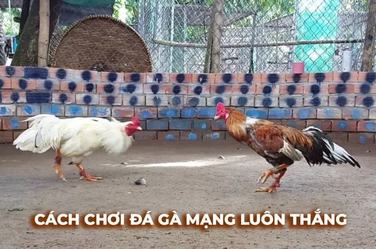 Làm Chủ Đá Gà Sabong Tại 666VN Bí Kíp Thắng Cược Từ Cao Thủ